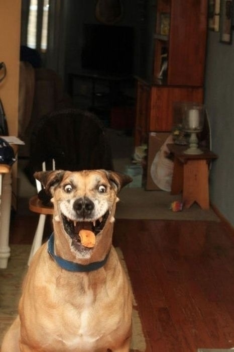 Funny dog.jpg