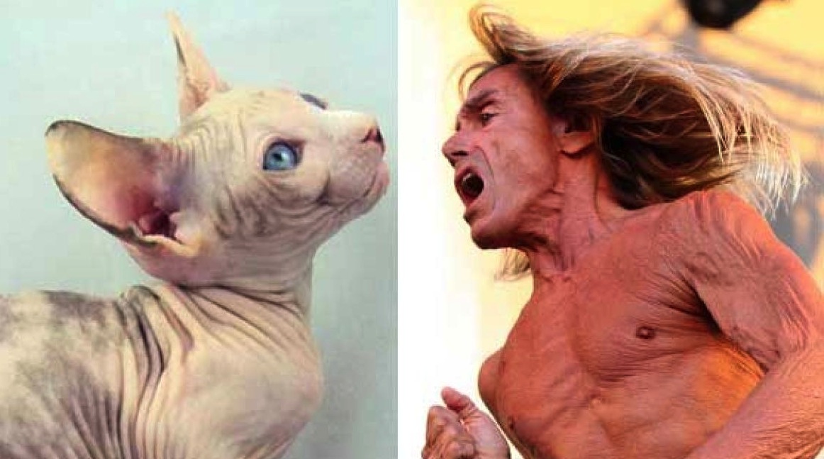 gal-alike-iggy.jpg