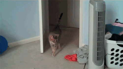 giphy.gif
