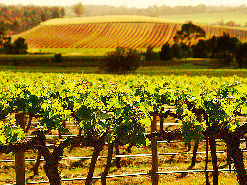 Go-Barossa-Valley-Wine-Tour.jpg