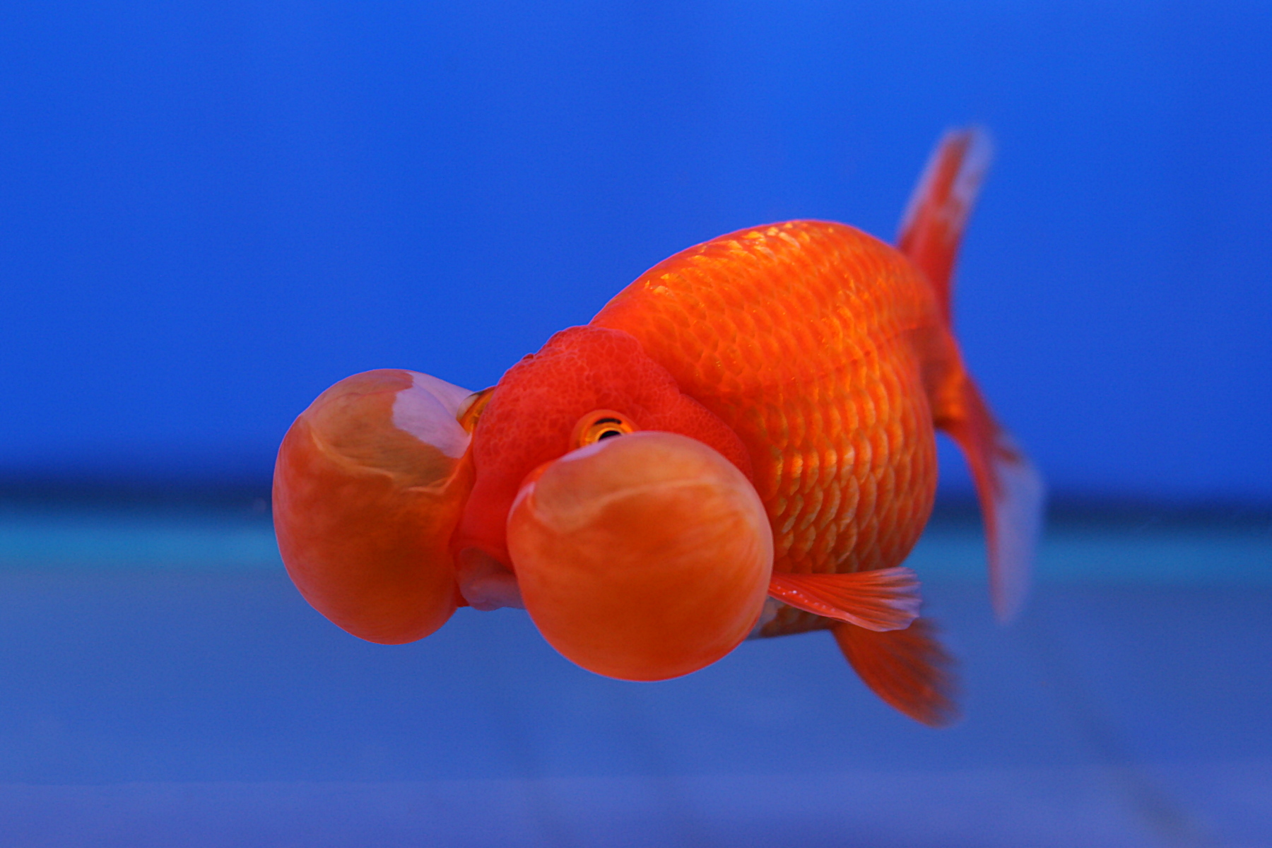 gold fish.jpg