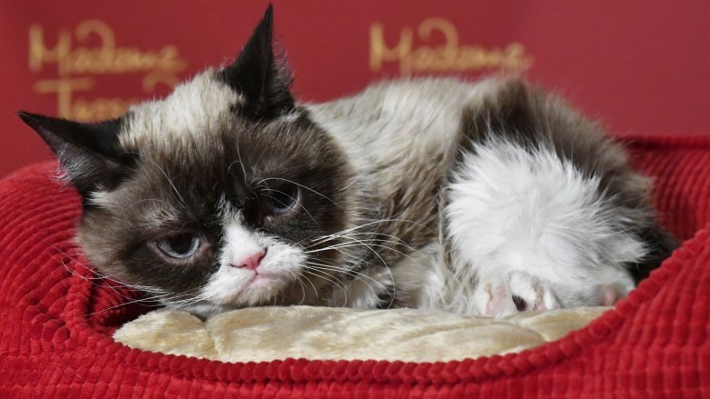 grumpy-cat-1559163599.jpg