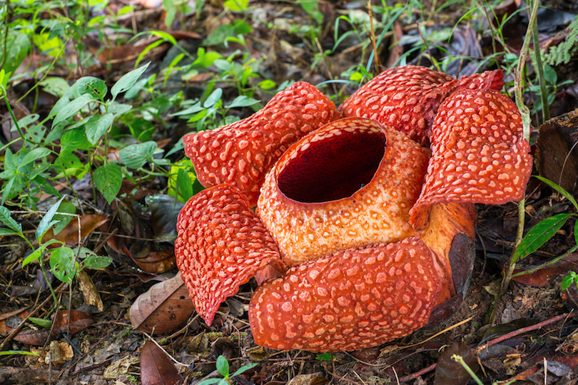 gunung_gading_national_park.jpg