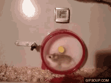 hamster-hamster-wheel.gif