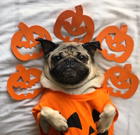 dog in pumpkin outfit 