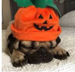 dog with pumpkin beanie