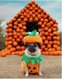 dog in front of pumpkin dog house