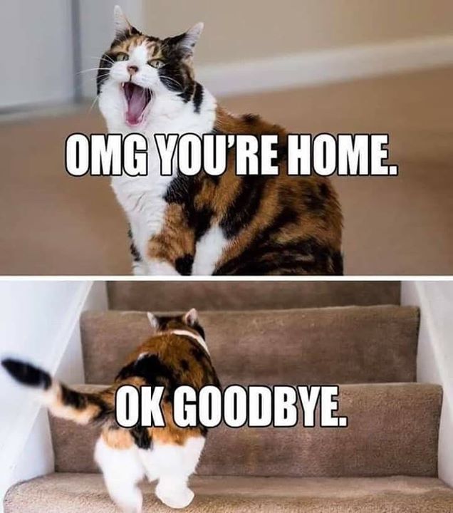 join-our-group-happy-cats.jpg