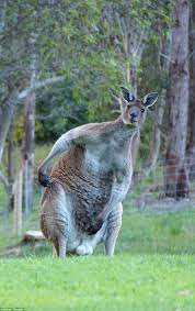kanga.jpg