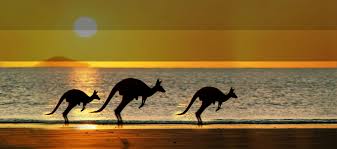 kangaroo.jpg