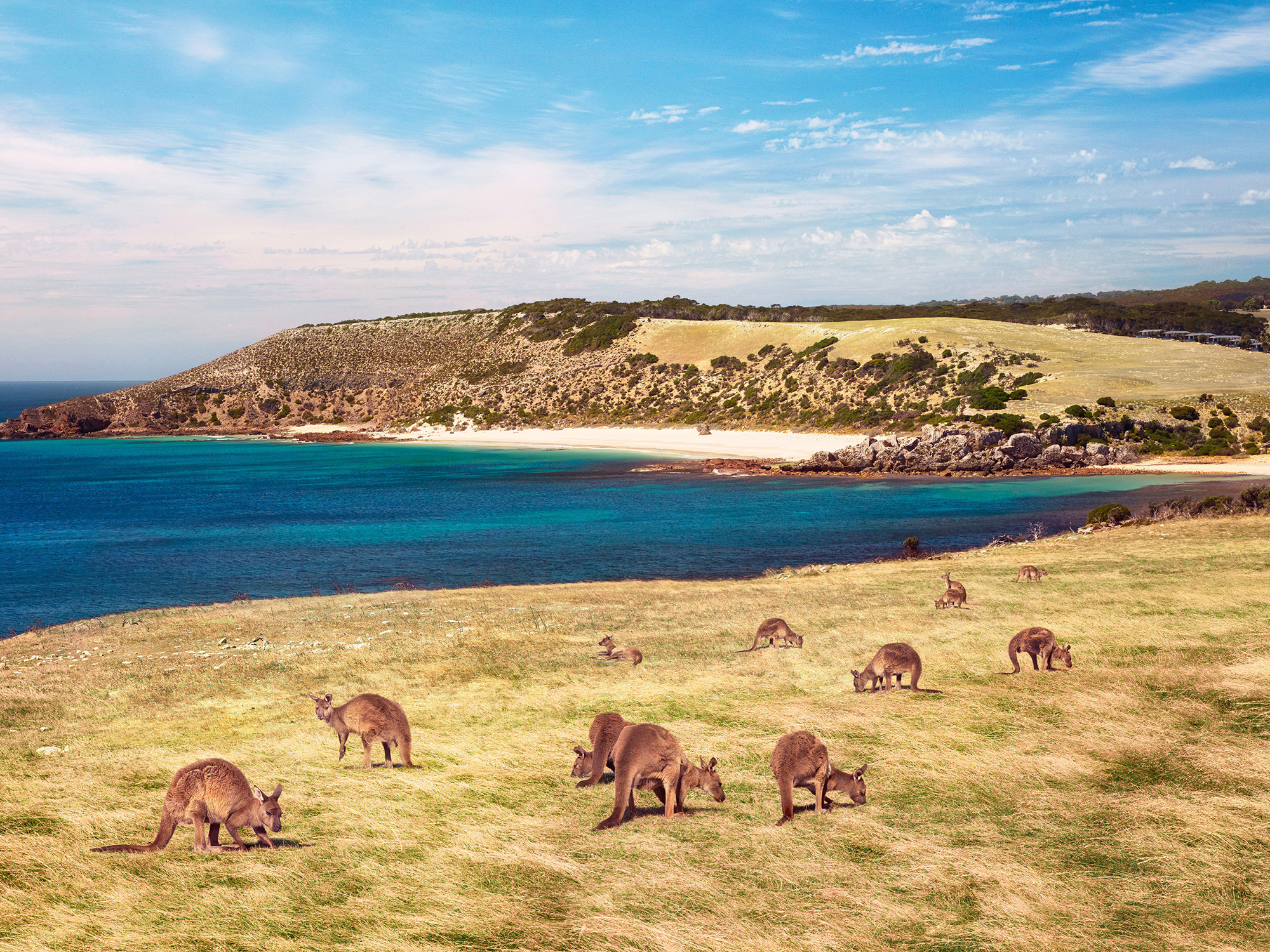 kangaroo1.jpg