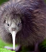 kiwi.jpg