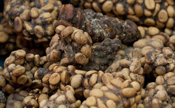 kopi_luwak_tang.jpg