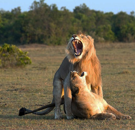 Lion.SexFace.1a.jpg