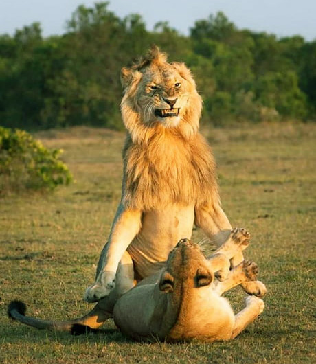 Lion.SexFace.2.jpg