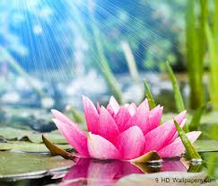 Lotus Flower....jpeg