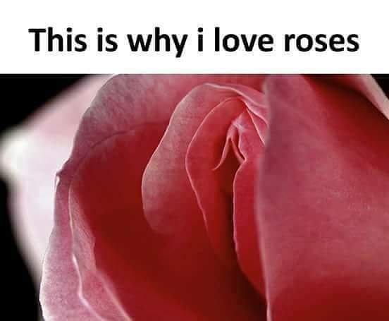 love roses.jpg