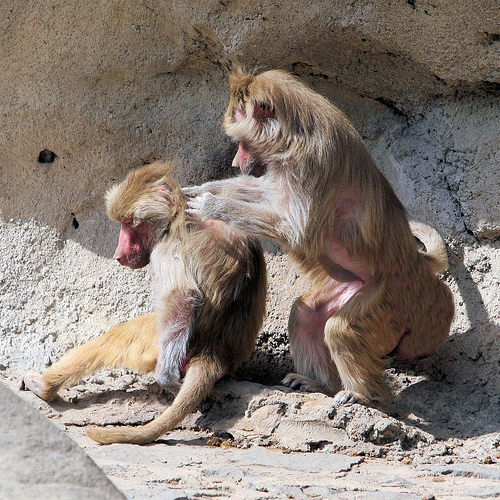 monkey.jpg