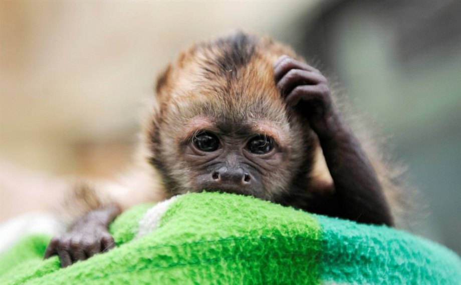 monkey.jpg