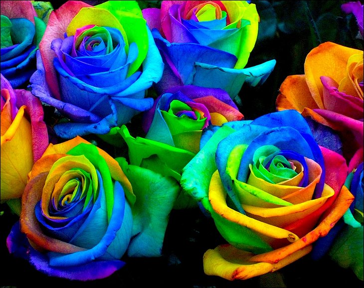 multi roses.jpg
