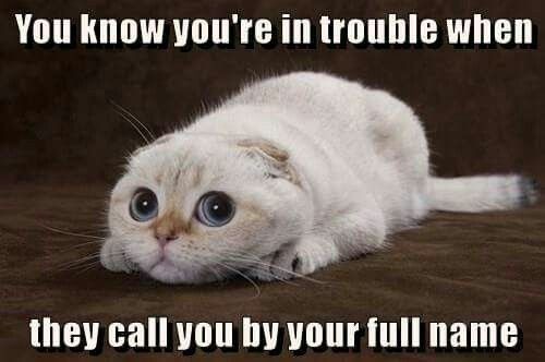 Naughty+cat_370b66_5857773.jpg