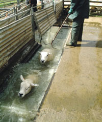 NEWS-p8-sheep-dipping-250_tcm18-67247.jpg
