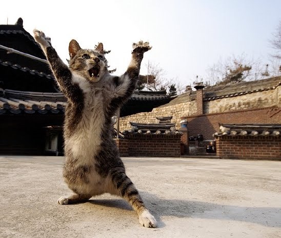 Ninja+Kitten.jpg