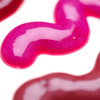 obj-pinkgel.gif