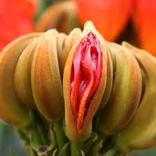 orchid1.jpg