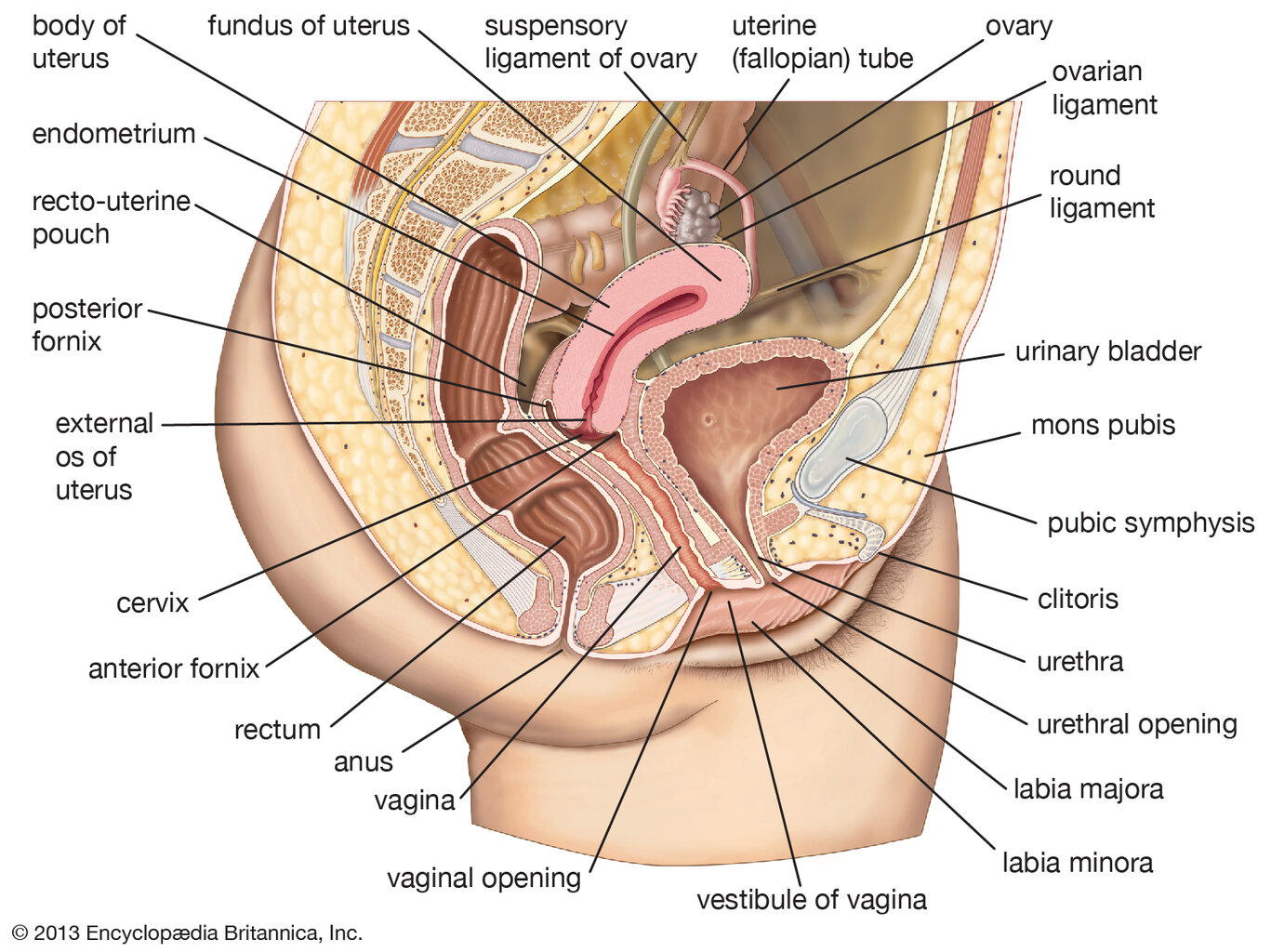Organs-system.jpg