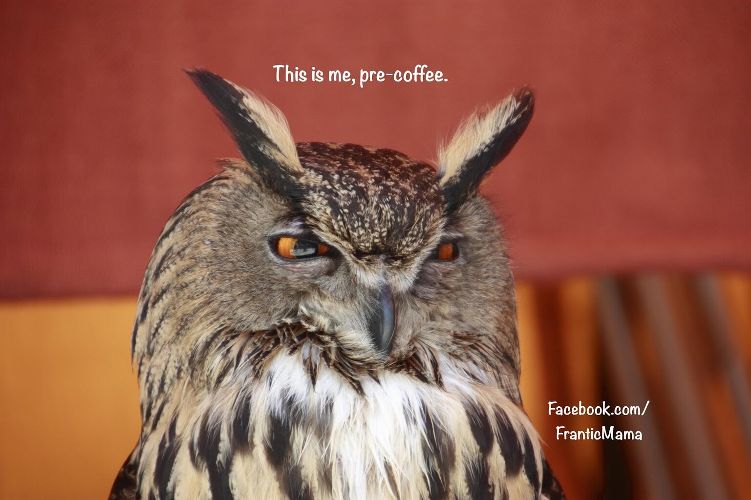 Owl Coffee Meme.JPG