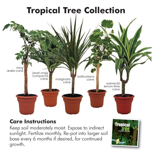 plants.jpg