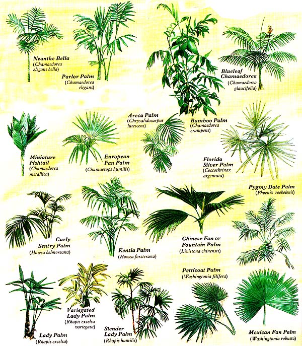 plants1.jpg