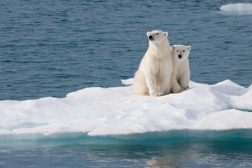 Polar-Bear-on-Iceberg.jpg