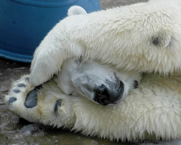 polar bear.png