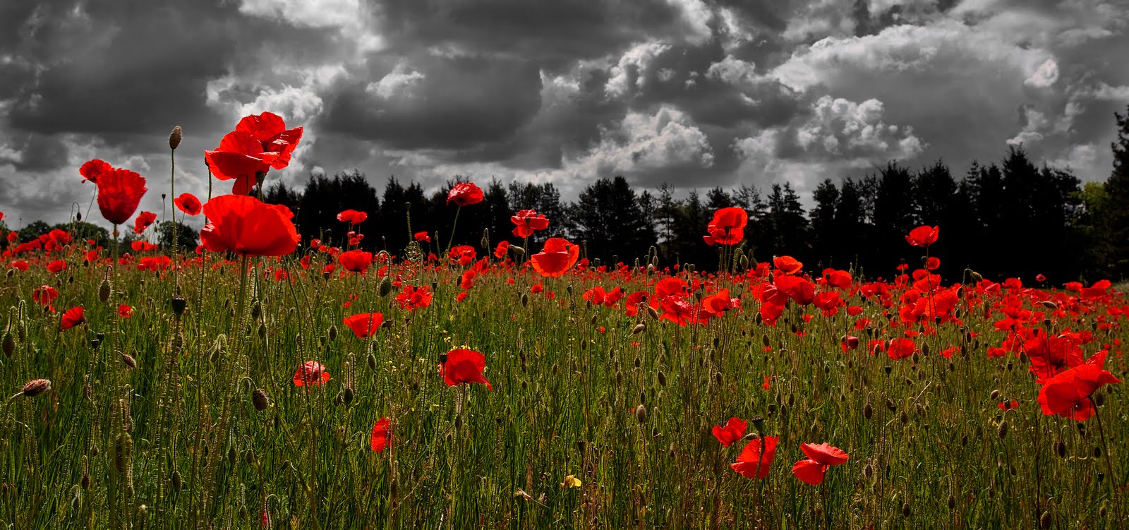 poppy.jpg