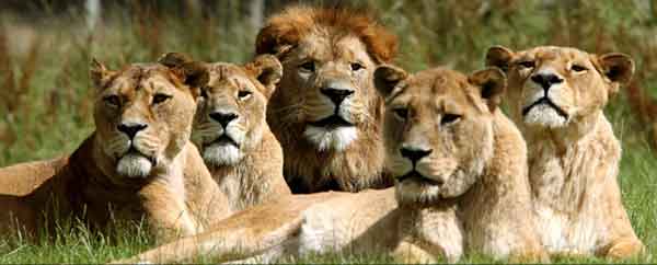 pride-of-lions.jpg