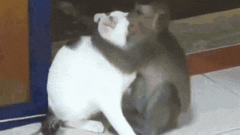 pussy kiss.gif