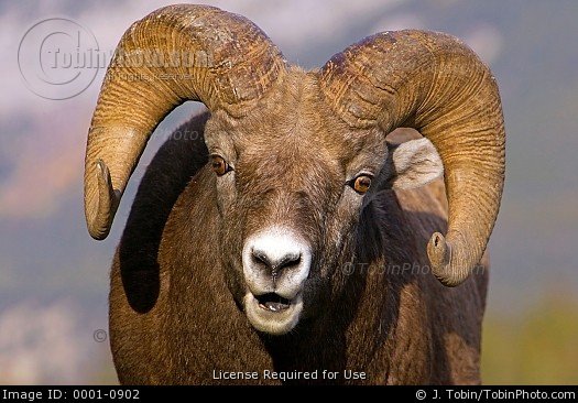 ram.jpg