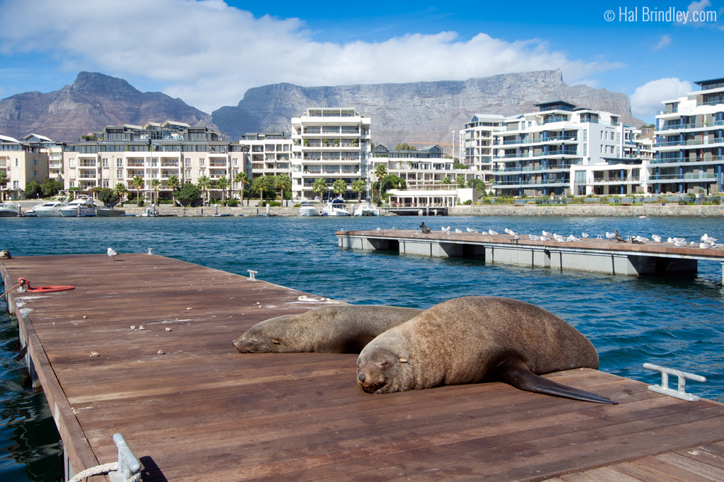 seals-capetown.jpg