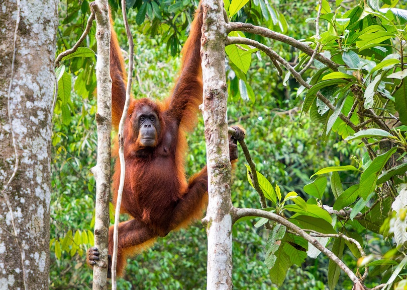 semenggoh_nature_reserve.jpg
