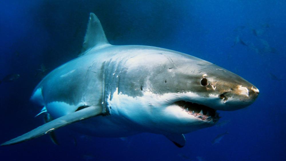 shark.jpg