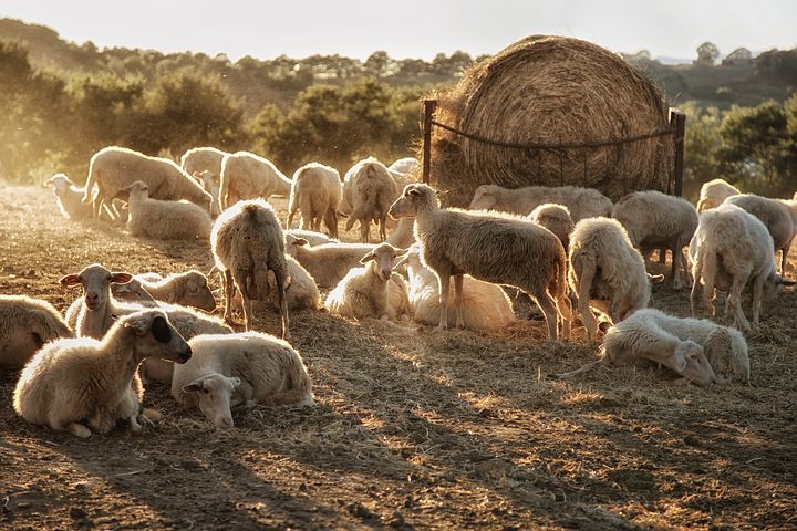 sheep-2182524__480.jpg