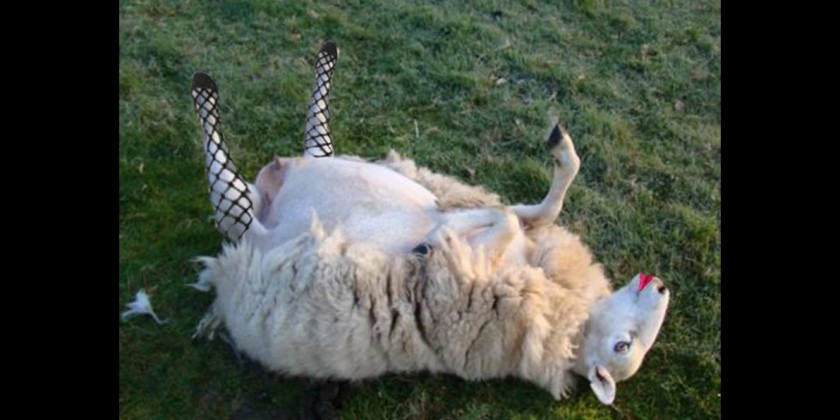 sheep-840x420.jpg