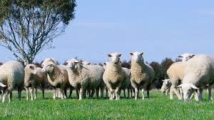 sheep.jpg