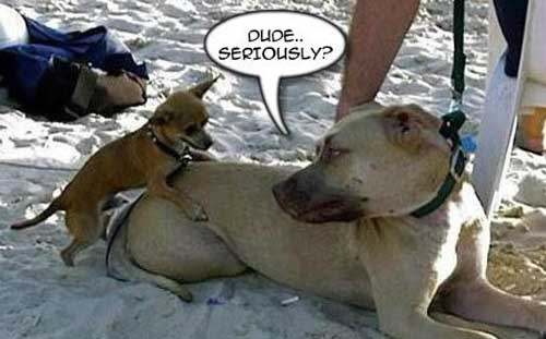 small-dog-mating-with-a-big-dog.jpg