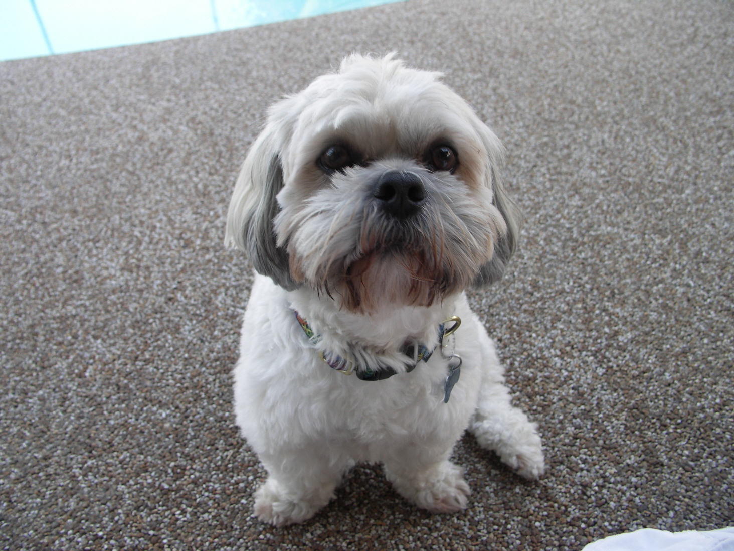 small_white_dog_sitting.jpg