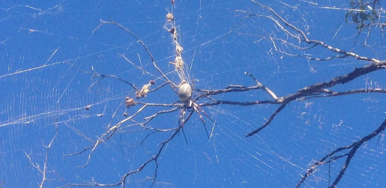 spider.JPG