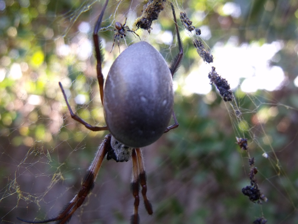 spider - resized.JPG