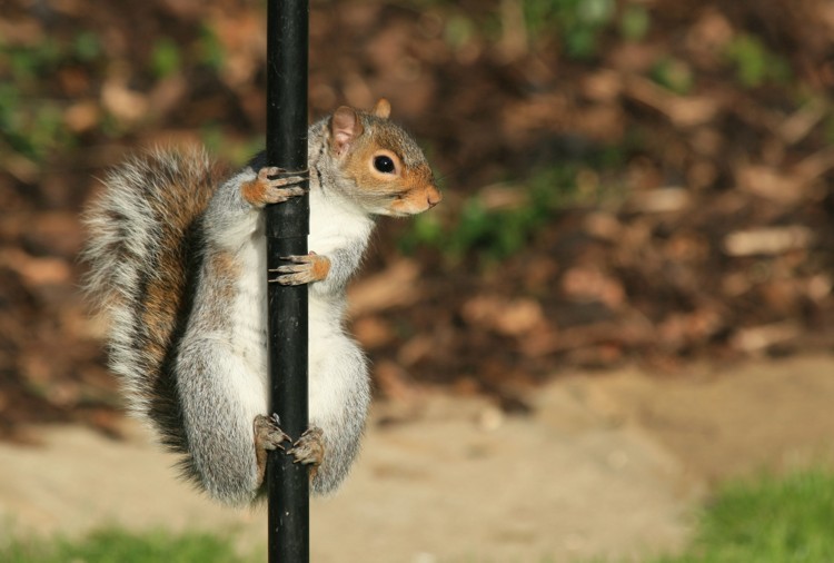 squirrel-on-pole-1.jpg